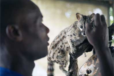 Taxidermy Pretoria