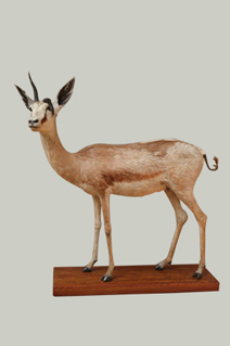 Taxidermy Pretoria