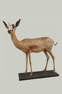 Taxidermy Pretoria