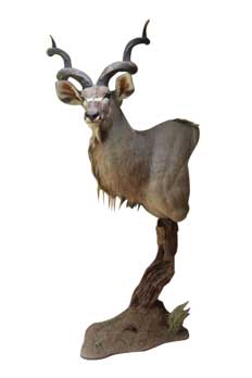 Taxidermy Pretoria