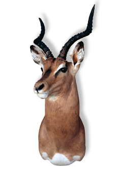 Taxidermy Pretoria