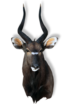 Taxidermy Pretoria