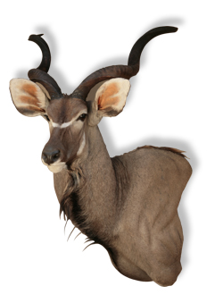 Taxidermy Pretoria