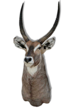 Taxidermy Pretoria