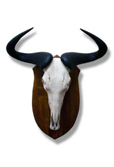 Taxidermy Pretoria