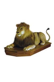 Taxidermy Pretoria