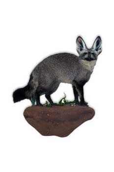 Taxidermy Pretoria