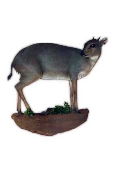 Taxidermy Pretoria