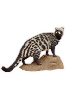 Taxidermy Pretoria