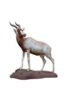 Taxidermy Pretoria